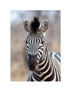 Fotomural Decoas Kenya 363623