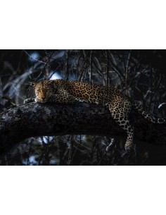 Fotomural Into Adventure Komar Panthera IANGX8-027 2