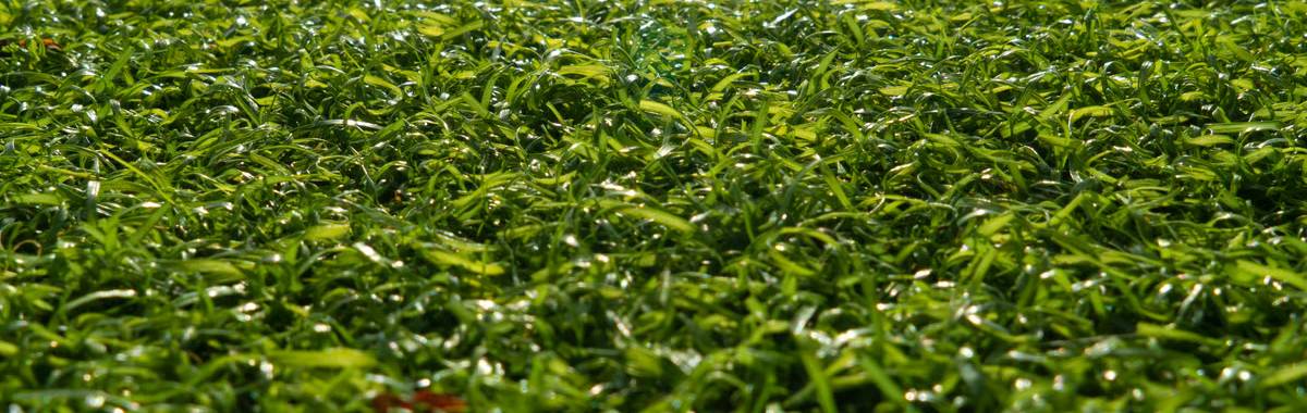 Jardín andaluz con césped artificial verde en verano, sin riego, comparado con césped natural seco