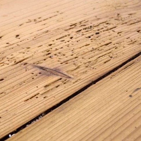 Qué son los insectos xilófagos que atacan la madera y como combatirlos